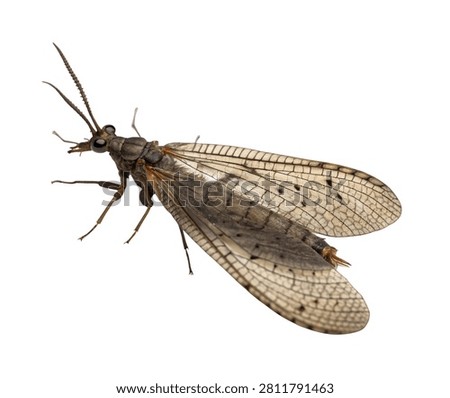 Brown Lacewing Side Pose with Transparent Wings Isolated on White Background