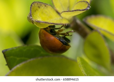 Brown lady bug on tree leaves
