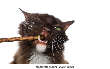 Brown LaPerm Cat With Curly Longhair Fur Chewing On Matatabi Stick For Dental Health Isolated On White Background