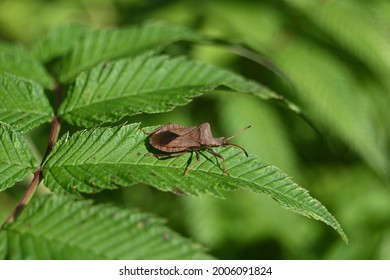 Brown Large Bedbug On The Edge Of A Green Leaf