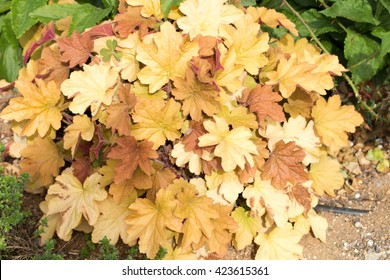 Brown leaf
