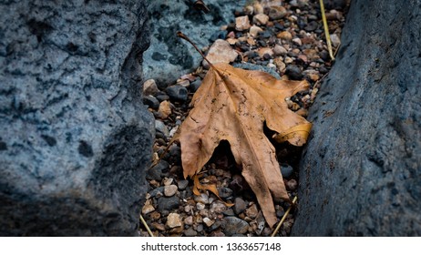 Brown leaf between rocks