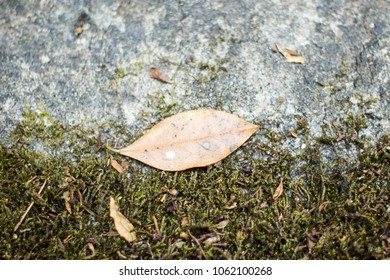 brown leaf in between two textures