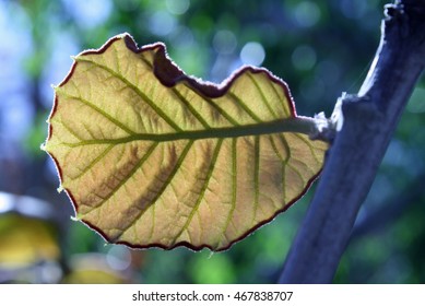 Brown Leaf Close-Up