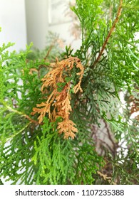 A brown leaf of Cypress Sempervirens Pine Tree