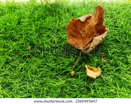 Brown leaf, death leaf isolated on green background 