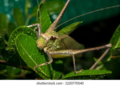 Brown leaf grasshopper(phyllium bioculatum) on green leaves.