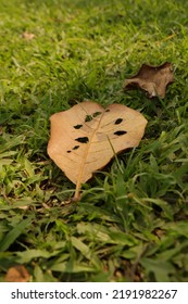 Brown Leaf Litter On Grass   