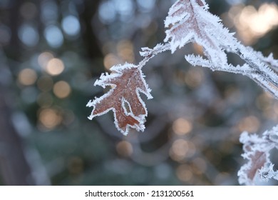 Brown Leaf Of A Oak Tree In Yosemite Valley During The Snowy Winter Still Sitting On The Tree Ready To Fall For The Year. Crystal Snow Flakes Close Up In Macro View