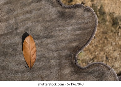 Brown leaf on a cut tree bark