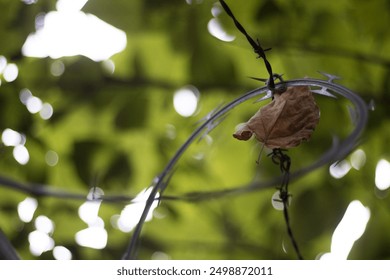 A brown leaf stuck in barbedwire