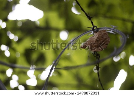 A brown leaf stuck in barbedwire