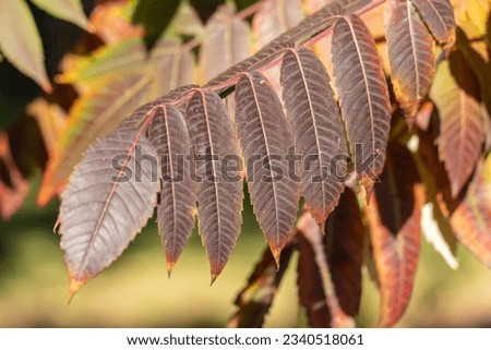 Brown leaf of сanadian sumac in autumn garden. Rhus tree of family anacardiaceae. Orange leave of deciduous shrub. Spice from ground berries of type sumac. Autumn foliage pattern. Natural background.