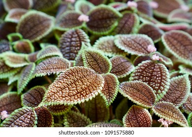 Brown leafs with green margin