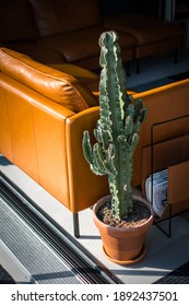 brown leather sofa and a cactus
