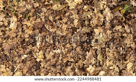 brown leaves dead natural background of autumn leave fallen trees to the ground wallpaper