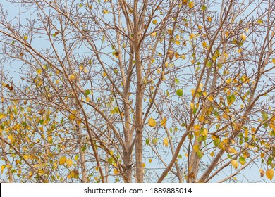 大樹 イラスト の写真素材 画像 写真 Shutterstock