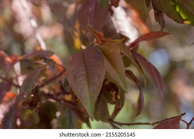 Brown Leaves At Lee Valley Park