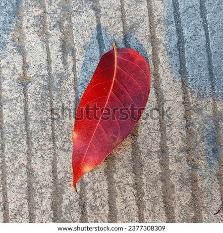 Similar – Foto Bild Herbstfarben… Umwelt