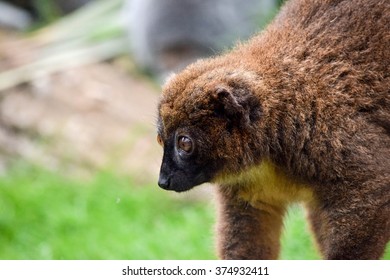 Brown Lemur - Shutterstock ID 374932411