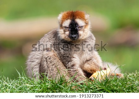 Brown Lemur a common primate found in the Madagascar jungle rainforest  stock photo