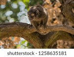 Brown Lemur on the tree, Eulemur fulvus