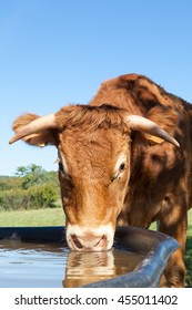Brown Limousin beef cow with long horns drinking water at a tank in a pasture, close up head shot in a shaft of sunlight  with copy space