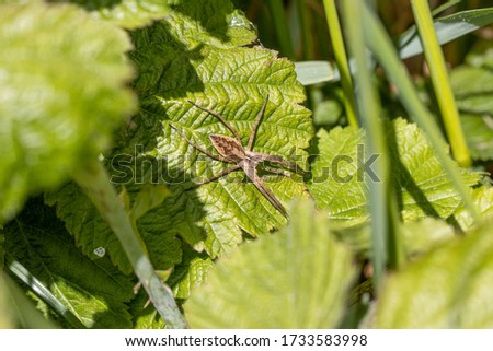 a brown list spider lurks on a leaf for prey 