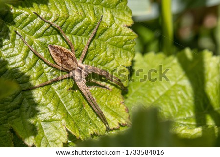 a brown list spider lurks on a leaf for prey 