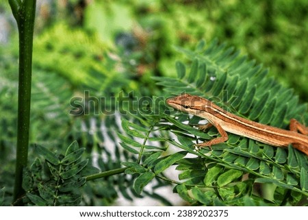 A brown lizard, crawling on a green leaf in the wild, with a blurry background.