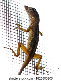 Brown Lizard Escapes From The Screen Enclosure In Sunny Florida