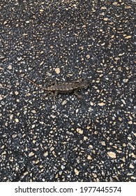 Brown Lizard Hard to See on Pavement