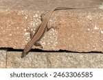 A brown lizard stands on a stone wall