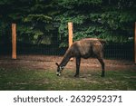 A brown llama feeding on grass while standing behind a metal fence. The animal is captured in a calm moment of its natural behavior in a controlled outdoor environment.