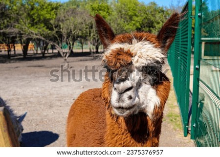 Brown llama in Malkia Park Slovakia
