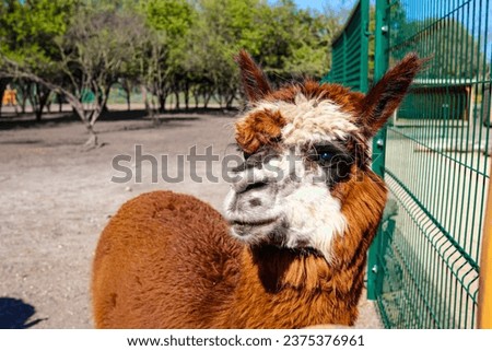 Brown llama in Malkia Park Slovakia