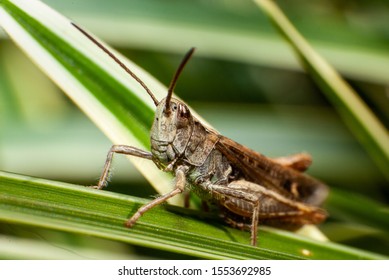 Brown Locust From Acrididae Family