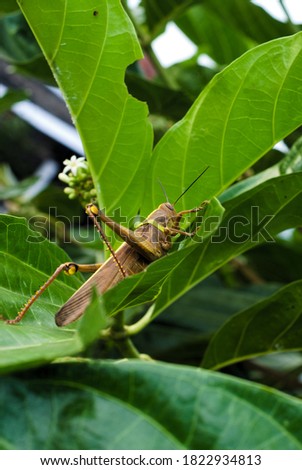 The brown locust with its back line forms a yellow sword. The grasshopper landed on the noni leaves.