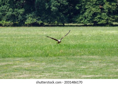 Brown Locust Flying Over The Lawn. 