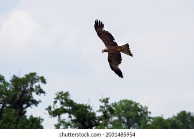 Brown Locust Flying Over The Trees.