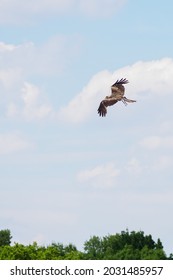 Brown Locust Flying Over The Trees.