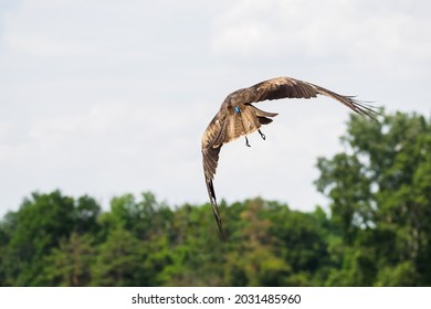 Brown Locust Flying Over The Trees.