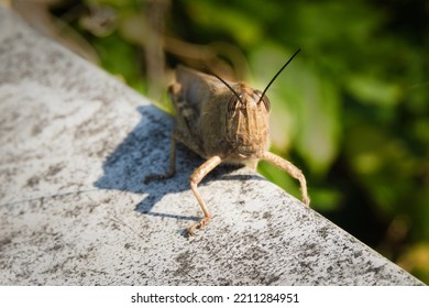 Brown Locust On Diagonal White Wall