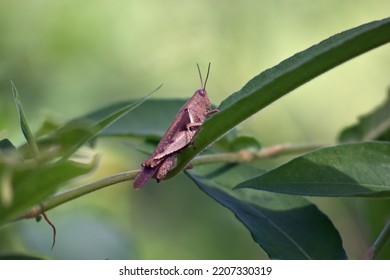 The Brown Locust Is Small