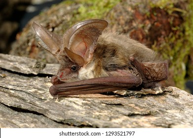 Brown Long Eared Bat