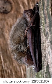 Brown Long Eared Bat