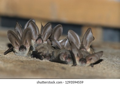 Brown Long Eared Bat