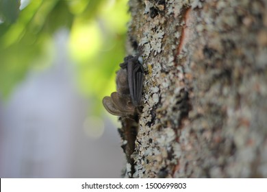 Brown Long Eared Bat Macro Close Up