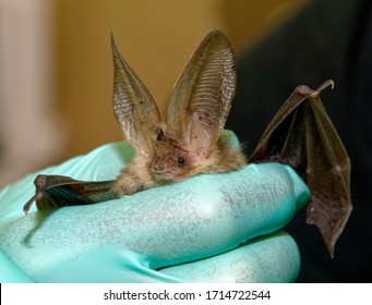 Brown Long Eared Bat (Plecotus auritus) being held,in care.