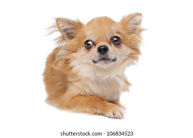 Similar Images Stock Photos Vectors Of Sheltie Isolated On A